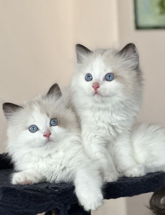 Регдол  / Ragdoll /  котенца