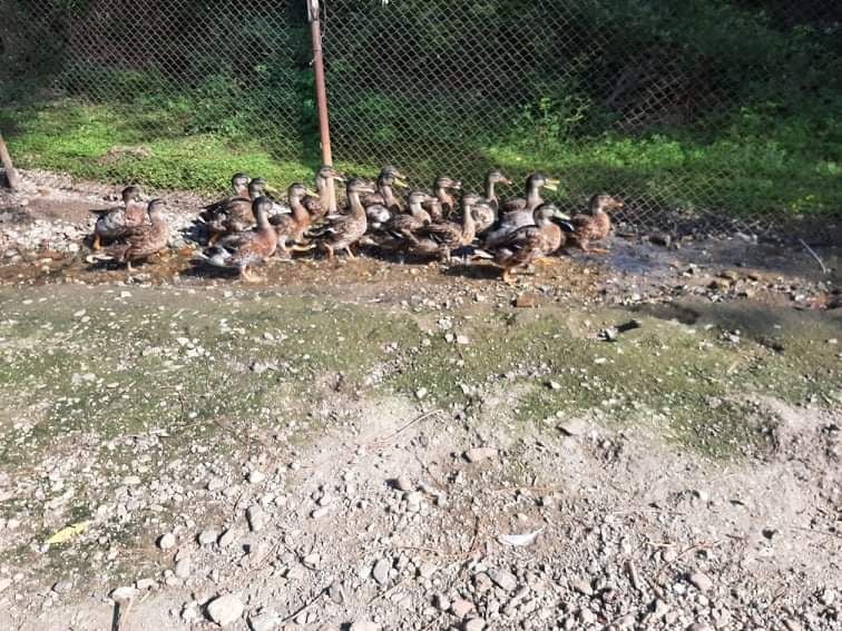 Зеленоглави патици,патета