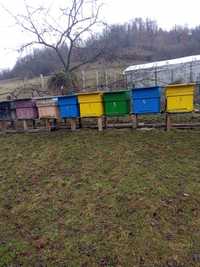 Lazi albine  cu rame folosite doar un sezon