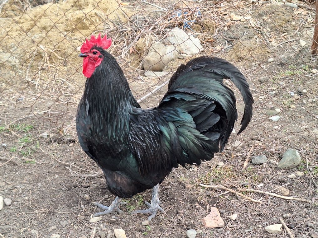 Oua de gaina pt incubat rasa Australorp