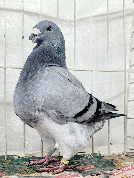 Vand voiajori americani