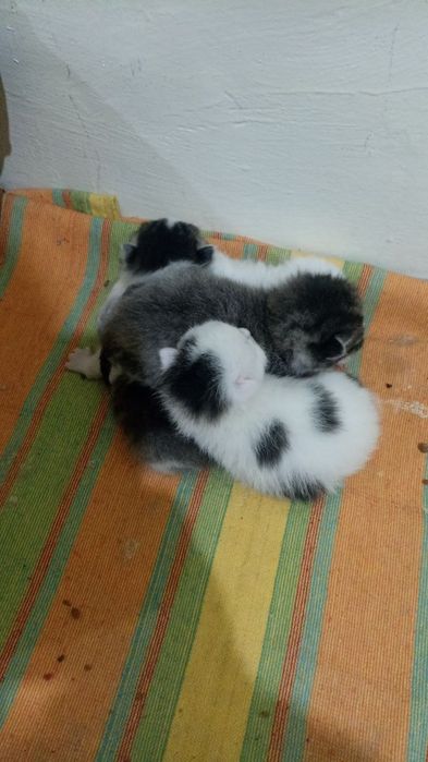 Mushuk bolalari yaxshi qoʻllarga beriladi