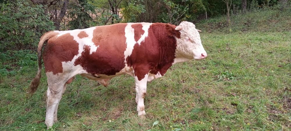 Vind taur bălțată românească