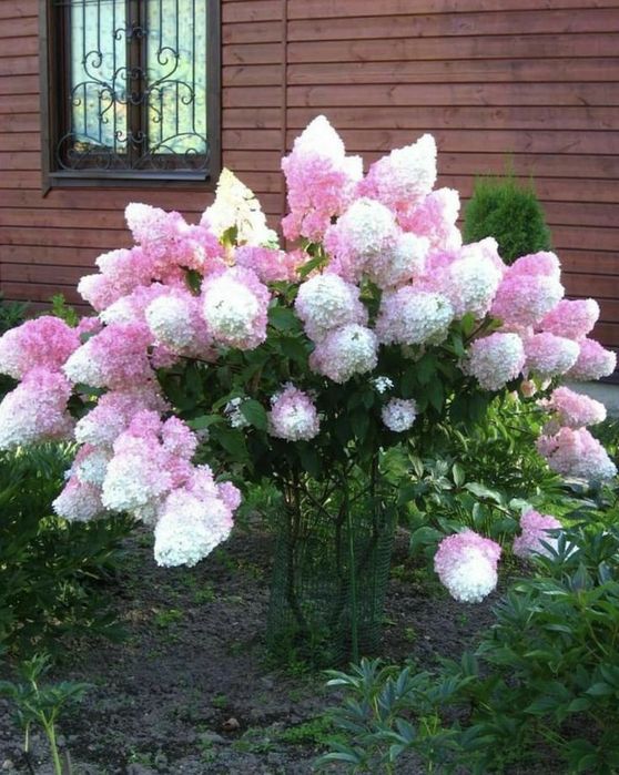 Hortensi de Tip Pomisor (10 Culori Disponibile )