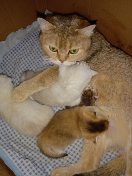 Шотланский Скоттиш Страйт ! Серебро Шиншилла!