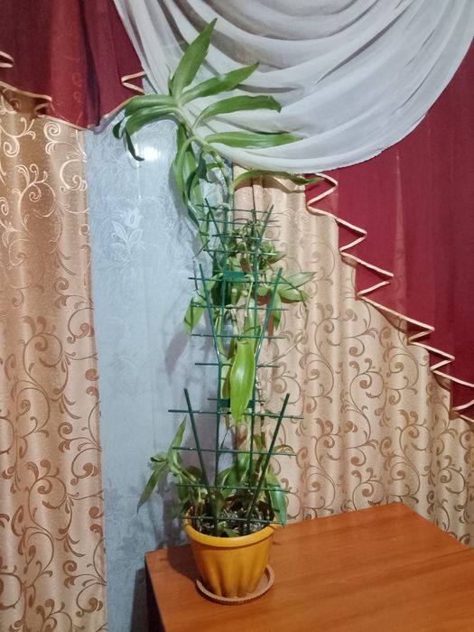 Золотой ус,продажа,обмен