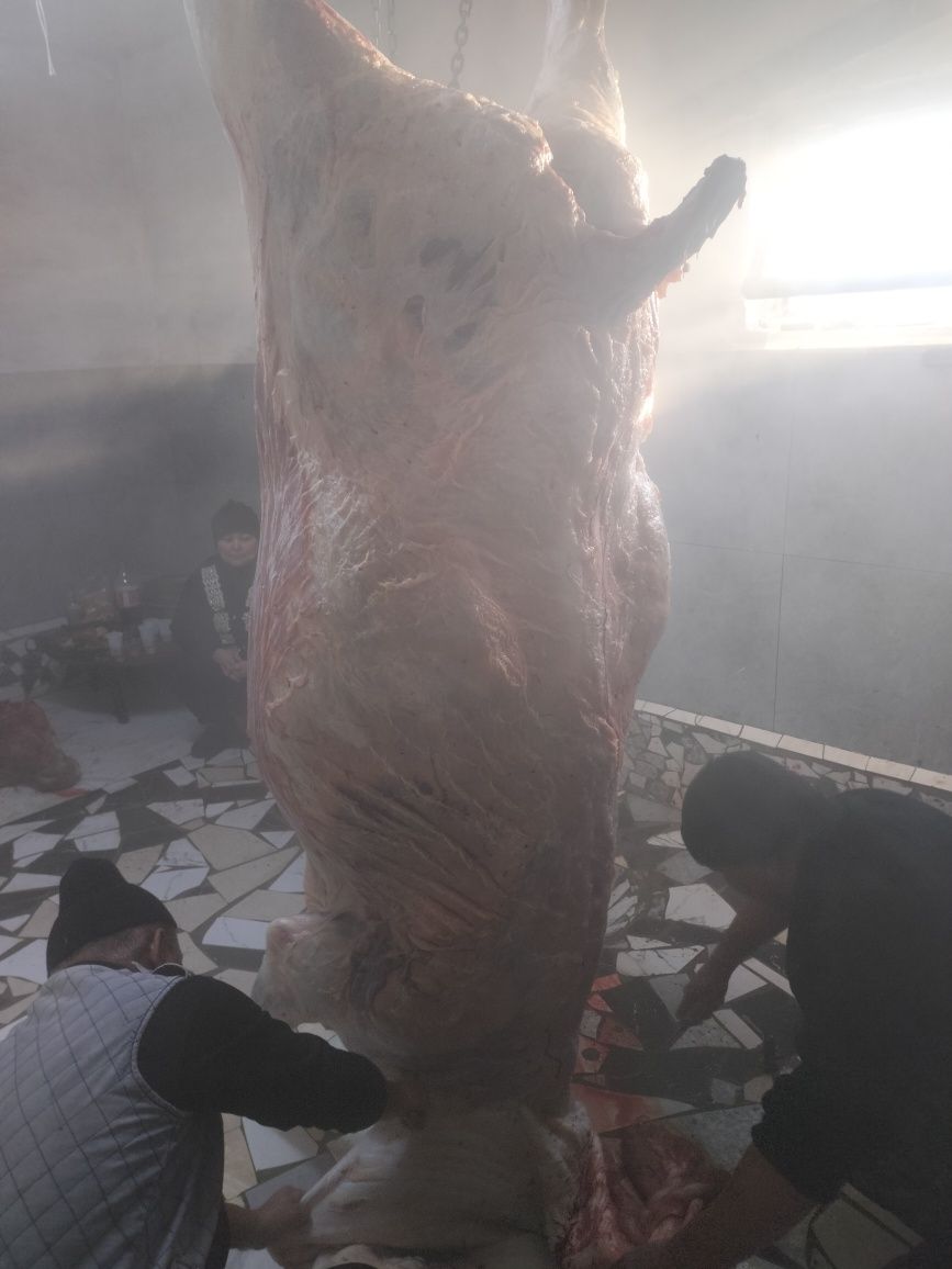 Мясо конины мясо говядины мясо баранины