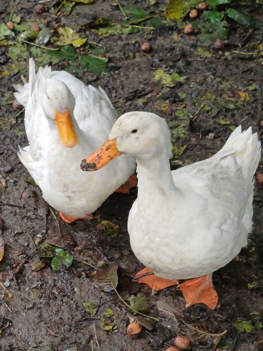 Vând două  rațe pekin..