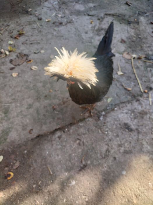 Schimb cocos moțat olandez cu găină de aceași rasa sau vînd 50 Ron buc