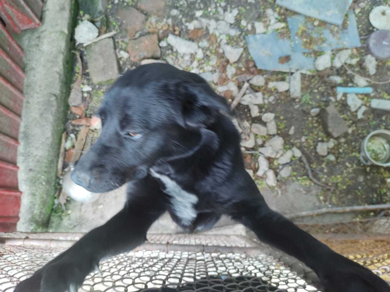 Caine pentru adoptie