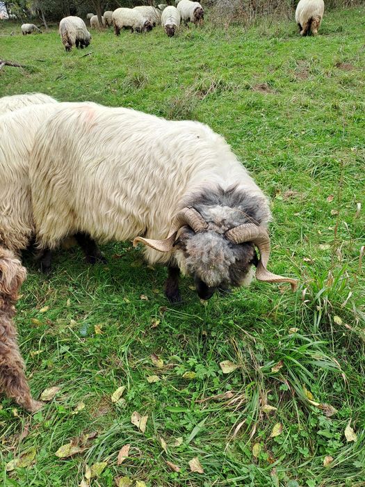 Noatini și strămior