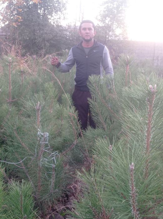 archalar koʻchatlar arzon narxa