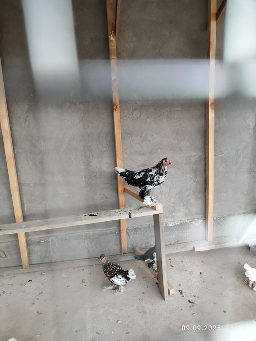 Япон товук хурозлар декларативный оегида патли чиройли пародалиси