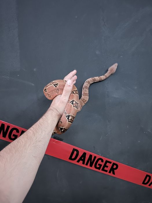 Императорский удав