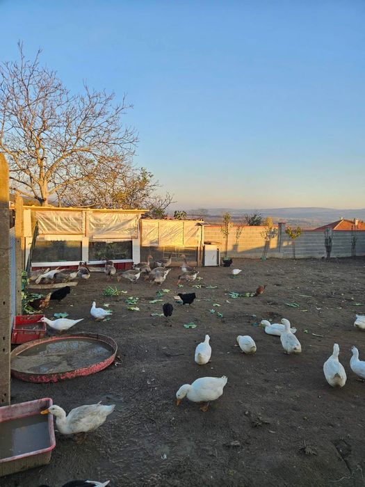 Продавам гъски  и патки