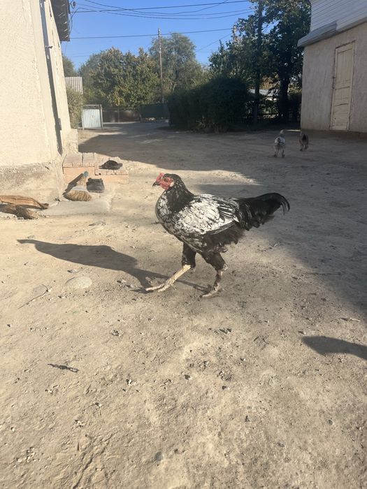 Балапан қораздар сатылады 3 қораз