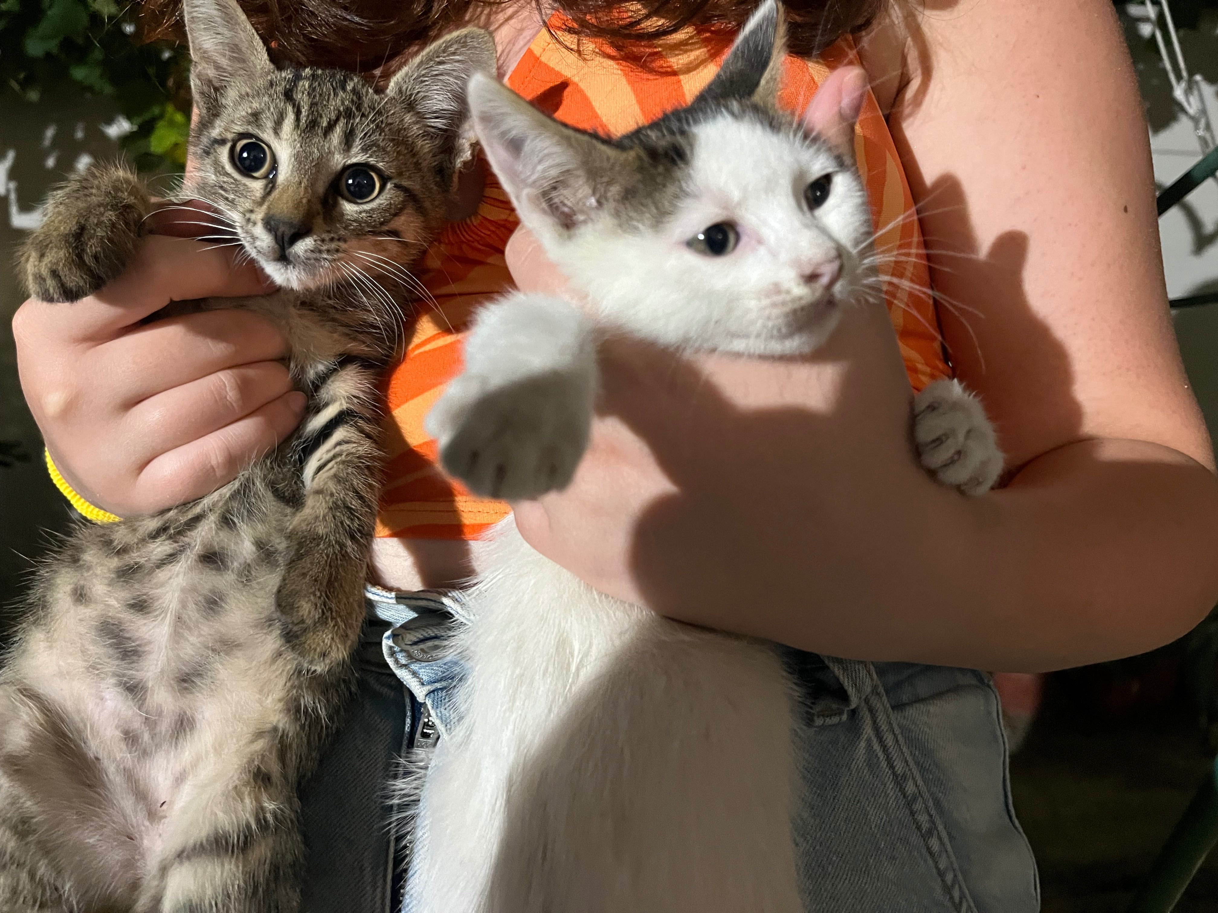Котета родени на 25.04.2024