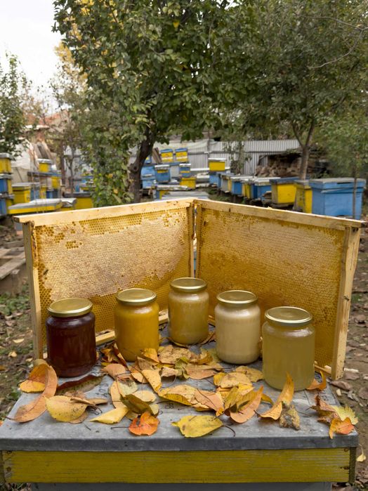 Vând miere 100% naturală producție 2025 - stupină proprie