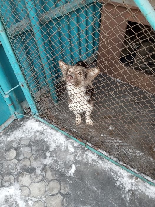 Собачка хорги, отдам за небольшое вознагрождение.