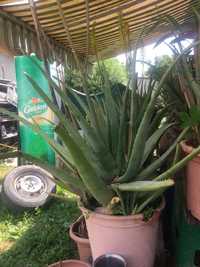 Vând Aloe vera Barbadensis Miller