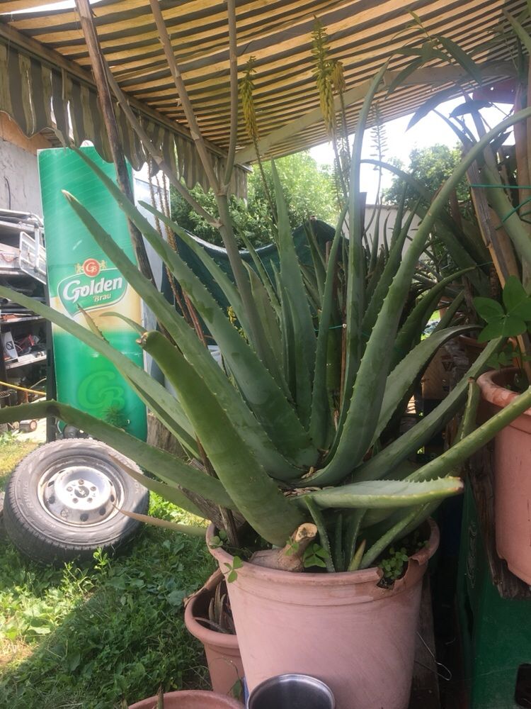Vând Aloe vera Barbadensis Miller