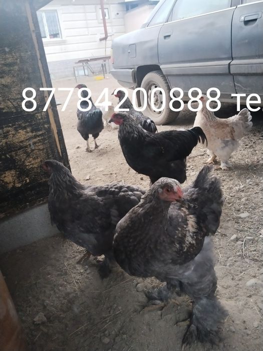 Продам три петую әтеш сатамын брам