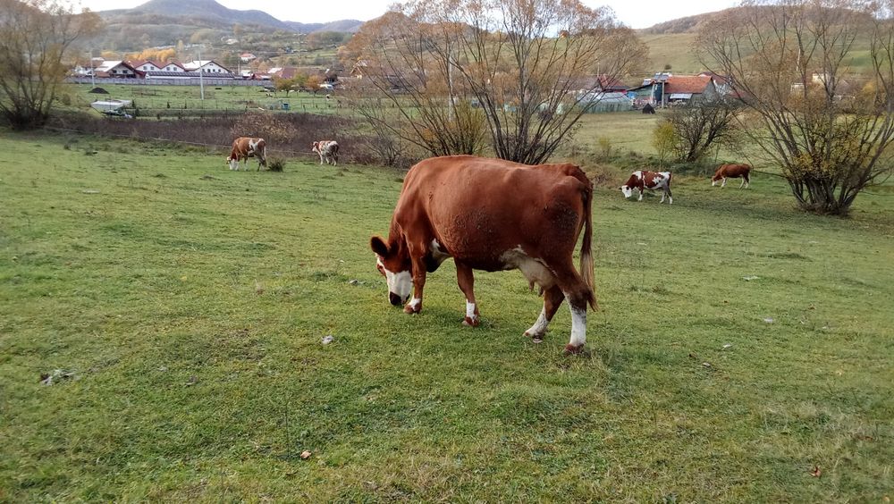 Vaca de vânzare gestantă