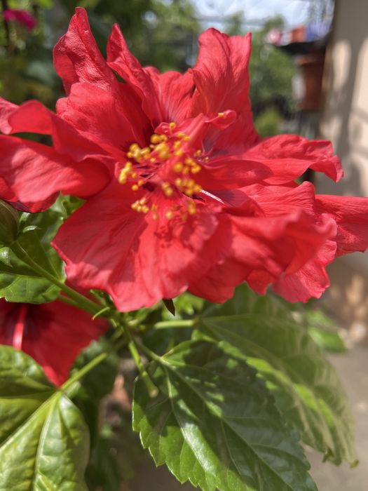 Vand trandafir japonez floare batuta rosie