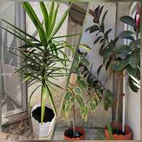 Plante de interior Yucca si Ficus
