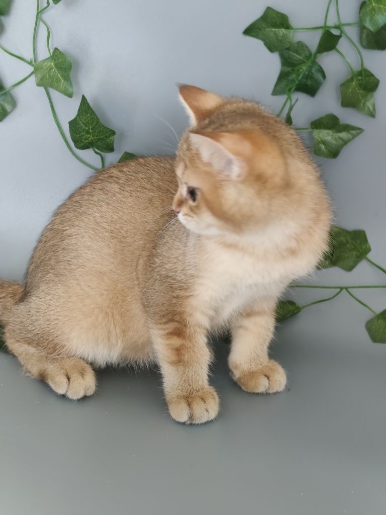 Котик Шиншилла 3 мес ny25