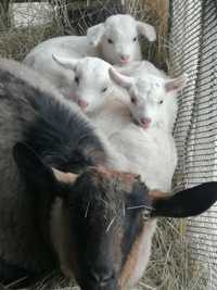 Продам троих козлят: две козочки и козлик