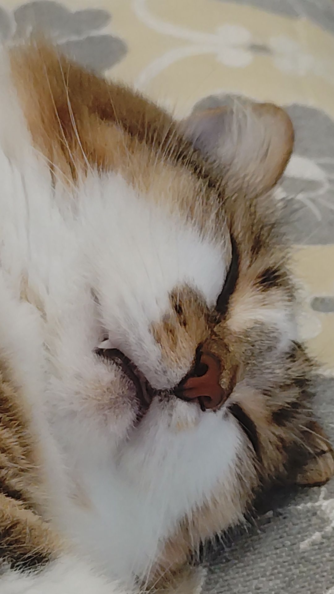 Ищем дом красивейшей кошке