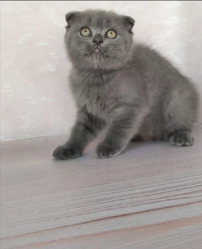 Вислоухие котята