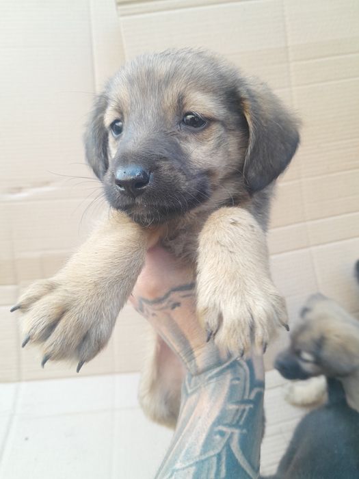 Срочно отдам щенят! Хотят выкинуть на помойку