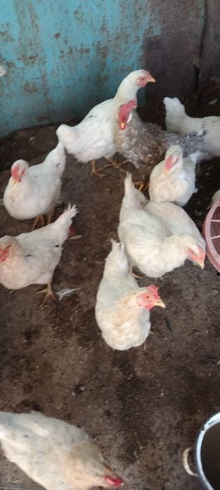 Продаются курочки Ломан Сенди