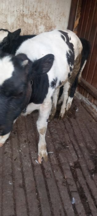 Vitea de vanzare are 8 luni