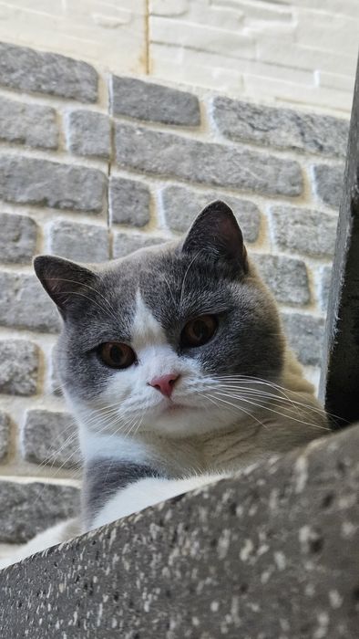 Подарявам британска късокосместа