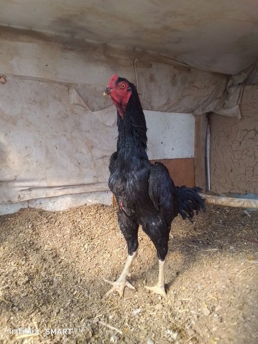 Дакан хороз товук 300 мингдан