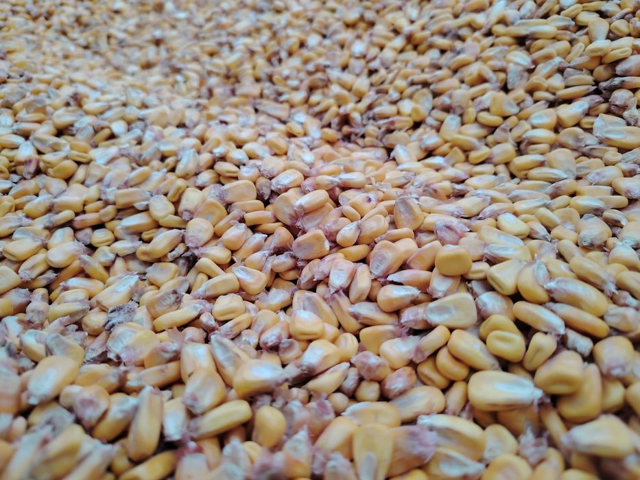 Vând porumb boabe producție 2025