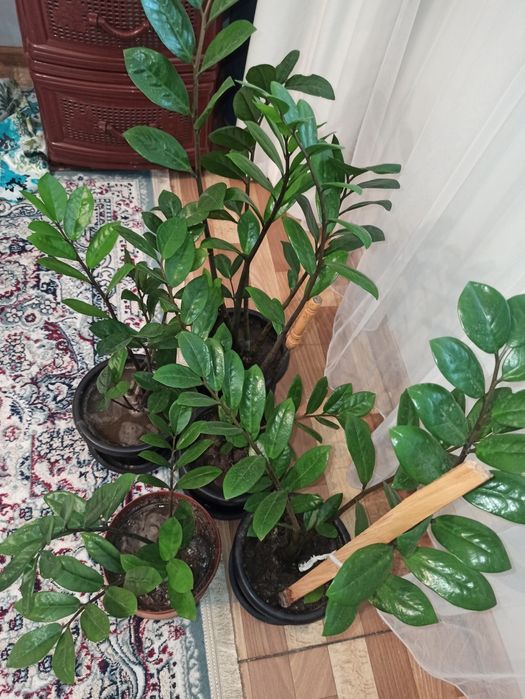 Продам денежные цветы