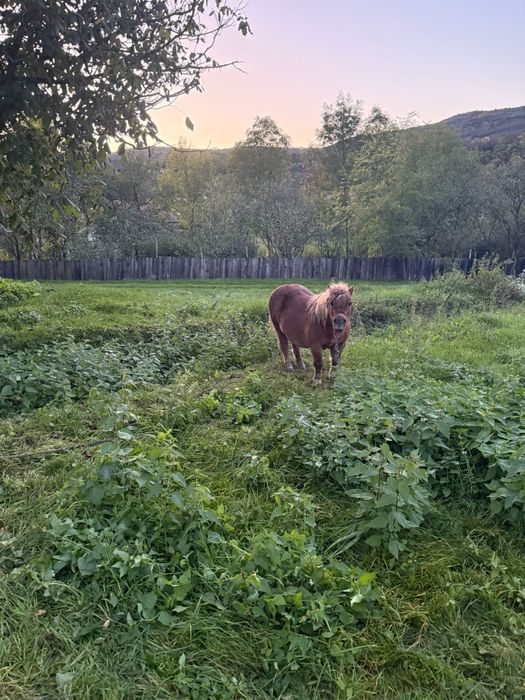 Vând ponei castrat de 5 ani
