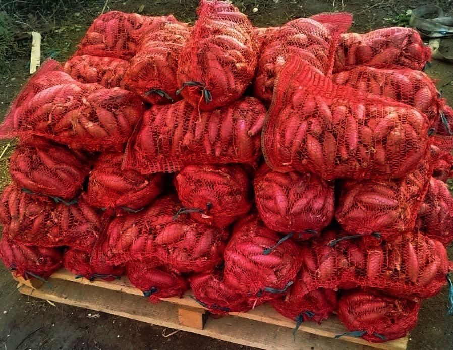 Producator vând ceapa rosie de apa