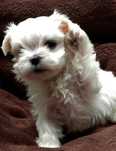 Bichon Maltez Băiat
