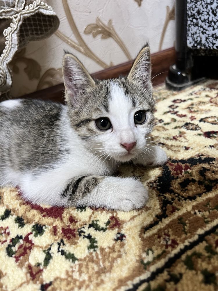 Отдам кошку даром