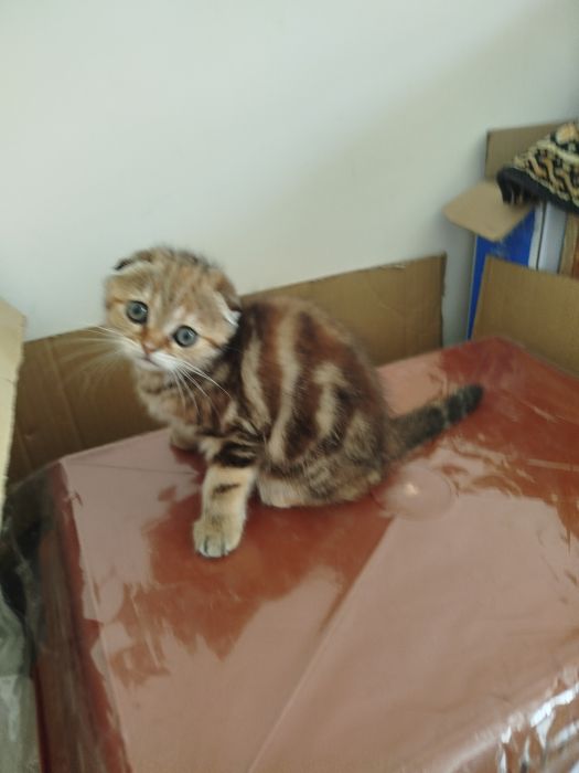 Продаются милые котёнки