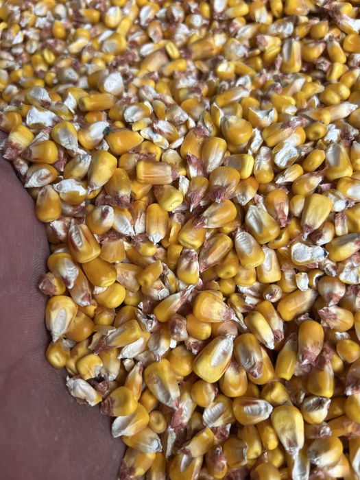 Vand Porumb Boabe Sticlos