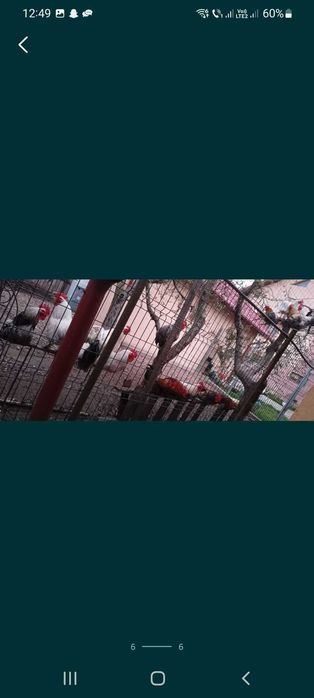 Vand cocosi de curte