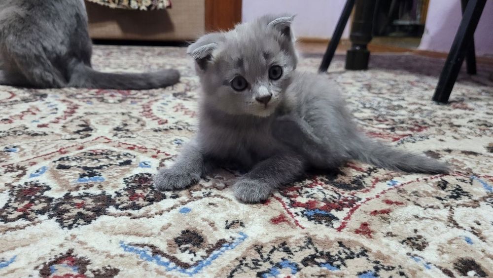 skotish stray+ Britanskiy
