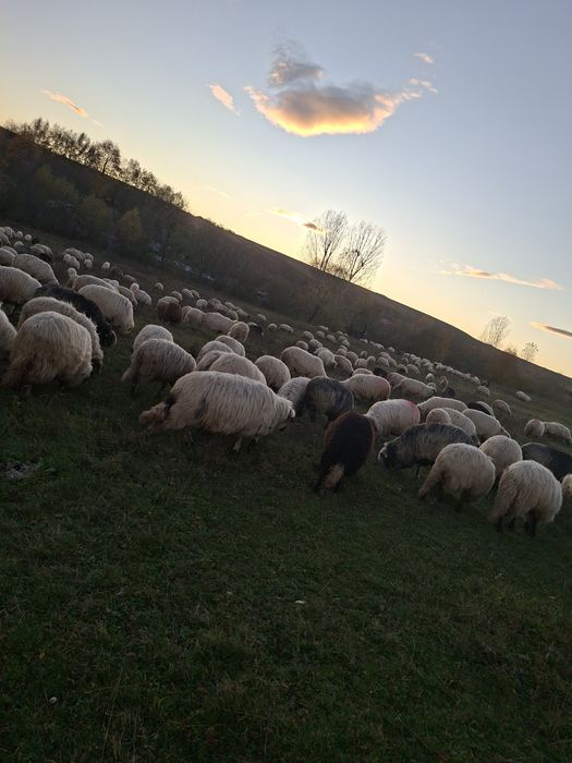 Vând oi bune pe alese