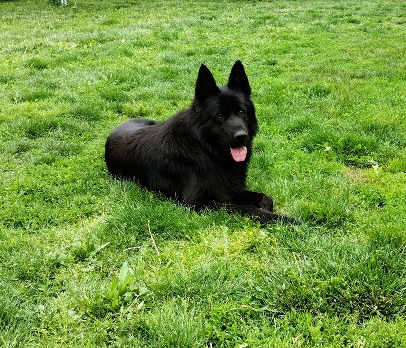 Mascul Ciobanesc german cu pedigree